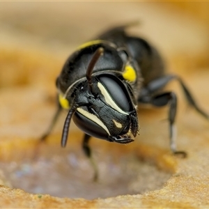 Hylaeus (Hylaeorhiza) nubilosus (A yellow-spotted masked bee) at Weston, ACT by Kenp12