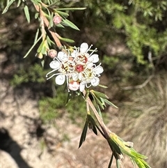 Kunzea ericoides (Burgan) at Bungendore, NSW - 18 Jan 2025 by yellowboxwoodland