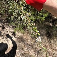 Kunzea ericoides at Bungendore, NSW - suppressed