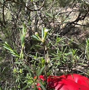 Kunzea ericoides at Bungendore, NSW - suppressed