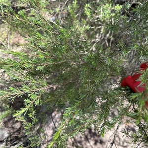 Kunzea ericoides at Bungendore, NSW - suppressed