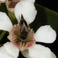 Mordella sp. (genus) (Pintail or tumbling flower beetle) at Acton, ACT - 11 Dec 2024 by AlisonMilton