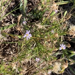 Vittadinia muelleri (Narrow-leafed New Holland Daisy) at Crace, ACT - 18 Jan 2025 by Jenny54