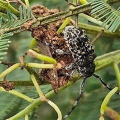 Ancita sp. (genus) (Longicorn or longhorn beetle) at Bungonia, NSW - 19 Jan 2025 by trevorpreston