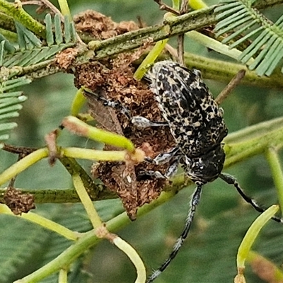 Ancita sp. (genus) (Longicorn or longhorn beetle) at Bungonia, NSW - 19 Jan 2025 by trevorpreston