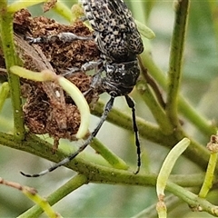 Ancita sp. (genus) at Bungonia, NSW - 19 Jan 2025 10:00 AM