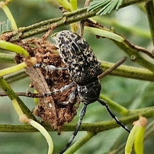 Ancita sp. (genus) at Bungonia, NSW - 19 Jan 2025 10:00 AM