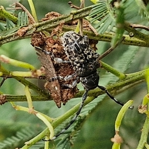 Ancita sp. (genus) at Bungonia, NSW - 19 Jan 2025 10:00 AM