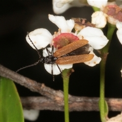 Porrostoma sp. (genus) (Lycid, Net-winged beetle) at Acton, ACT - 11 Dec 2024 by AlisonMilton