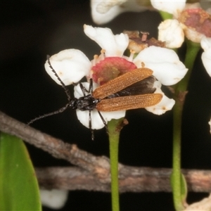 Porrostoma sp. (genus) at Acton, ACT - 11 Dec 2024 10:24 AM