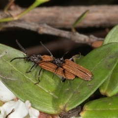 Porrostoma sp. (genus) at Acton, ACT - 11 Dec 2024 10:24 AM