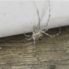 Cryptachaea veruculata (Diamondback comb-footed spider) at Belconnen, ACT - 18 Jan 2025 by JohnGiacon