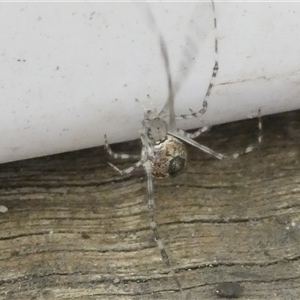 Cryptachaea veruculata (Diamondback comb-footed spider) at Belconnen, ACT by JohnGiacon