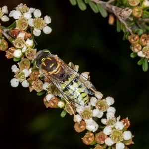 Bembix sp. (genus) (Unidentified Bembix sand wasp) at Acton, ACT by AlisonMilton