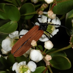 Porrostoma rhipidium (Long-nosed Lycid (Net-winged) beetle) at Acton, ACT by AlisonMilton