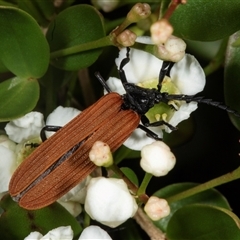 Porrostoma rhipidium at Acton, ACT - 11 Dec 2024