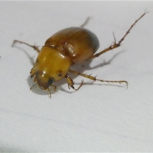 Unidentified Beetle (Coleoptera) at Hawker, ACT by JohnGiacon