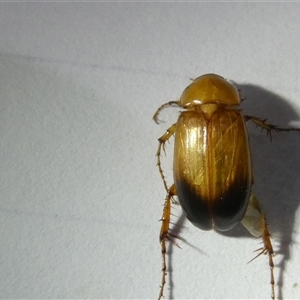 Phyllotocus macleayi at Hawker, ACT - 18 Jan 2025 08:44 PM