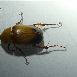 Phyllotocus macleayi at Hawker, ACT - 18 Jan 2025 08:44 PM