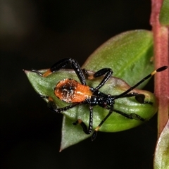 Pyrrhocoridae (family) (A red bug) at Acton, ACT - 10 Dec 2024 by AlisonMilton