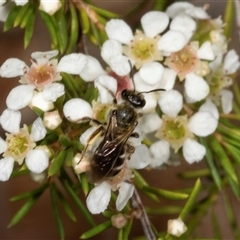 Lasioglossum (Chilalictus) sp. (genus & subgenus) (Halictid bee) at Acton, ACT - 11 Dec 2024 by AlisonMilton