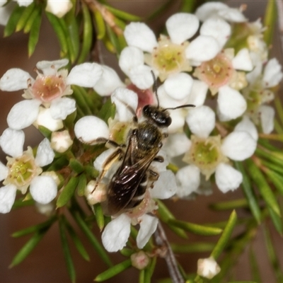 Lasioglossum (Chilalictus) sp. (genus & subgenus) (Halictid bee) at Acton, ACT - 11 Dec 2024 by AlisonMilton