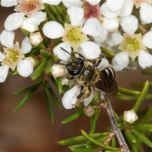 Lasioglossum (Chilalictus) sp. (genus & subgenus) at Acton, ACT - 11 Dec 2024 11:24 AM