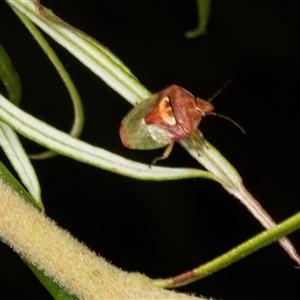 Eupolemus angularis (Acanthosomatid bug) at Acton, ACT by AlisonMilton