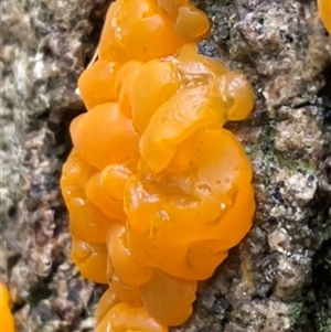 Tremella mesenterica (Witch's Butter or Yellow Brain) at Ulladulla, NSW by Clarel