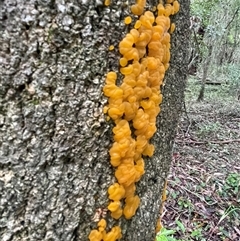 Tremella mesenterica at Ulladulla, NSW - 19 Jan 2025 08:53 AM