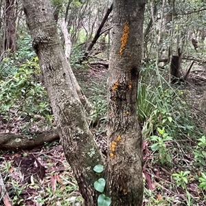 Tremella mesenterica at Ulladulla, NSW - 19 Jan 2025 08:53 AM