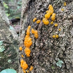 Tremella mesenterica at Ulladulla, NSW - 19 Jan 2025 08:53 AM