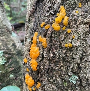 Tremella mesenterica at Ulladulla, NSW - 19 Jan 2025 08:53 AM