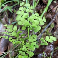 Adiantum aethiopicum (Common Maidenhair Fern) at Ulladulla, NSW - 18 Jan 2025 by Clarel