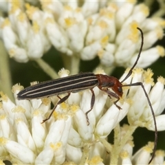 Syllitus microps (Longicorn or Longhorn beetle) at Acton, ACT - 11 Dec 2024 by AlisonMilton