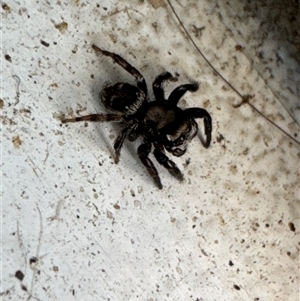 Unidentified Jumping or peacock spider (Salticidae) at Aranda, ACT by Jubeyjubes