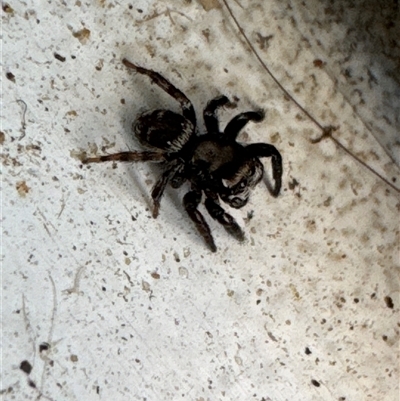 Unverified Jumping or peacock spider (Salticidae) at Aranda, ACT - 15 Jan 2025 by Jubeyjubes