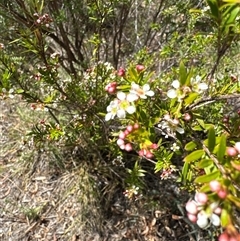 Leptospermum sp. at Aranda, ACT - 16 Jan 2025 by Jubeyjubes