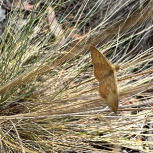 Scopula rubraria (Reddish Wave, Plantain Moth) at Aranda, ACT by Jubeyjubes