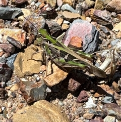 Unidentified Grasshopper, Cricket or Katydid (Orthoptera) at Aranda, ACT - 16 Jan 2025 by Jubeyjubes