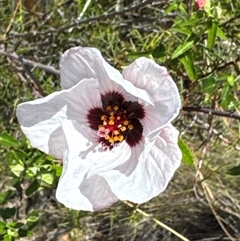Pavonia hastata (Spearleaf Swampmallow) at Aranda, ACT - 16 Jan 2025 by Jubeyjubes