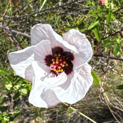 Pavonia hastata (Spearleaf Swampmallow) at Aranda, ACT - 16 Jan 2025 by Jubeyjubes