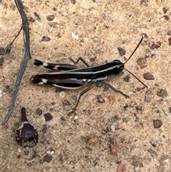 Unidentified Grasshopper, Cricket or Katydid (Orthoptera) at Aranda, ACT - 16 Jan 2025 by Jubeyjubes