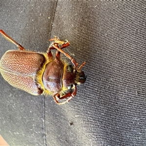 Sceleocantha glabricollis at Aranda, ACT - 19 Jan 2025