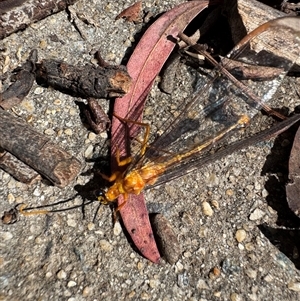 Nymphes myrmeleonoides (Blue eyes lacewing) at Aranda, ACT by Jubeyjubes