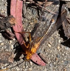 Nymphes myrmeleonoides at Aranda, ACT - 18 Jan 2025 04:30 PM