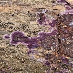 Phlebiopsis crassa (A corticioid or paint fungi) at Bungonia, NSW - 19 Jan 2025 by trevorpreston