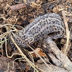 Limax maximus (Leopard Slug, Great Grey Slug) at Bungonia, NSW - 19 Jan 2025 by trevorpreston