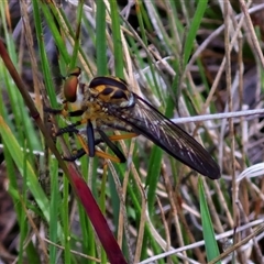 Ommatius coeraebus (a robber fly) at Bungonia, NSW - 19 Jan 2025 by trevorpreston