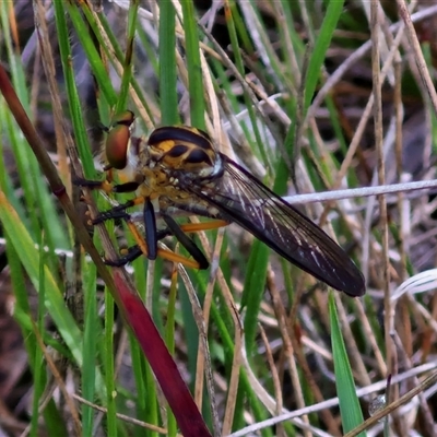 Ommatius coeraebus (a robber fly) at Bungonia, NSW - 19 Jan 2025 by trevorpreston